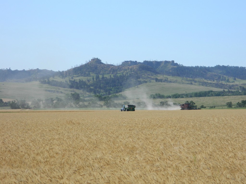 Wheat Harvesters on the edge of Pine Ridge
