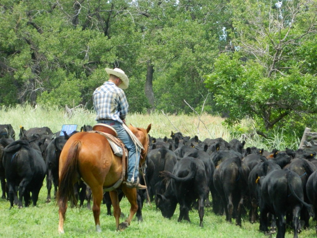Black Angus moved to a new pasture.