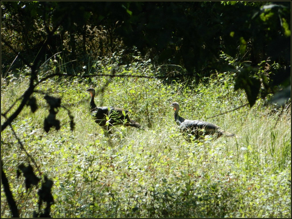 Wild Merriam turkey on the run.