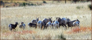 Rocky Mountain Bighorn in Ponderosa Pine Ridge, Nebraska