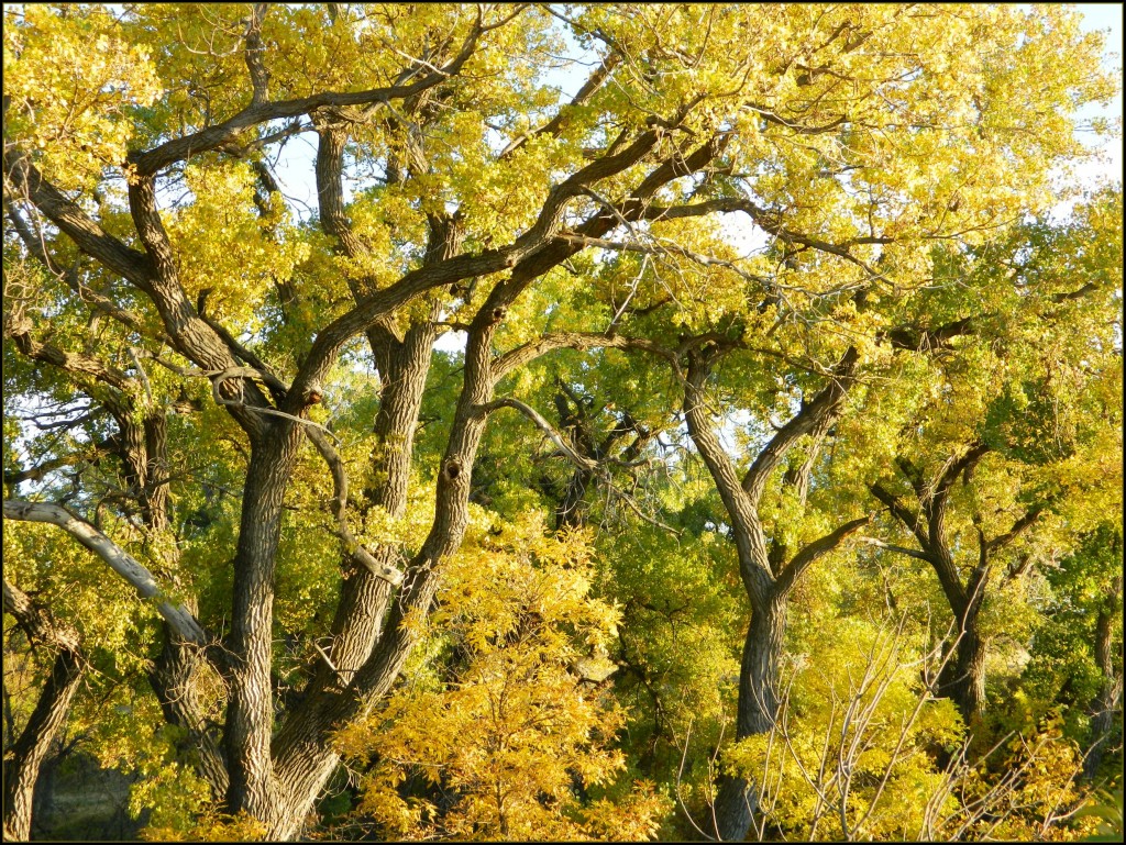 Cottonwood trees in autumn