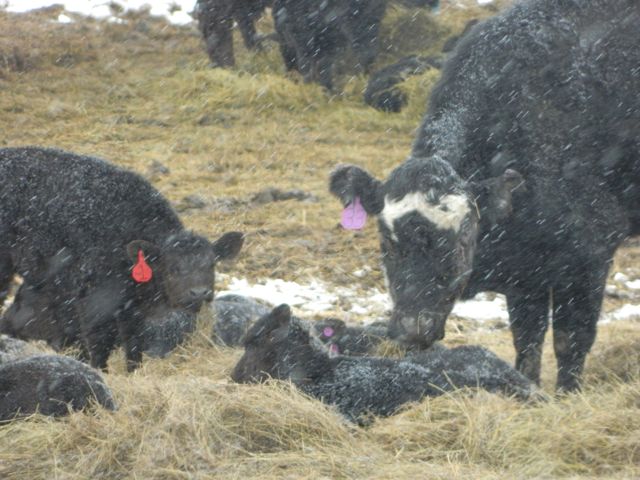 Calving in the wind and snow is tough work.