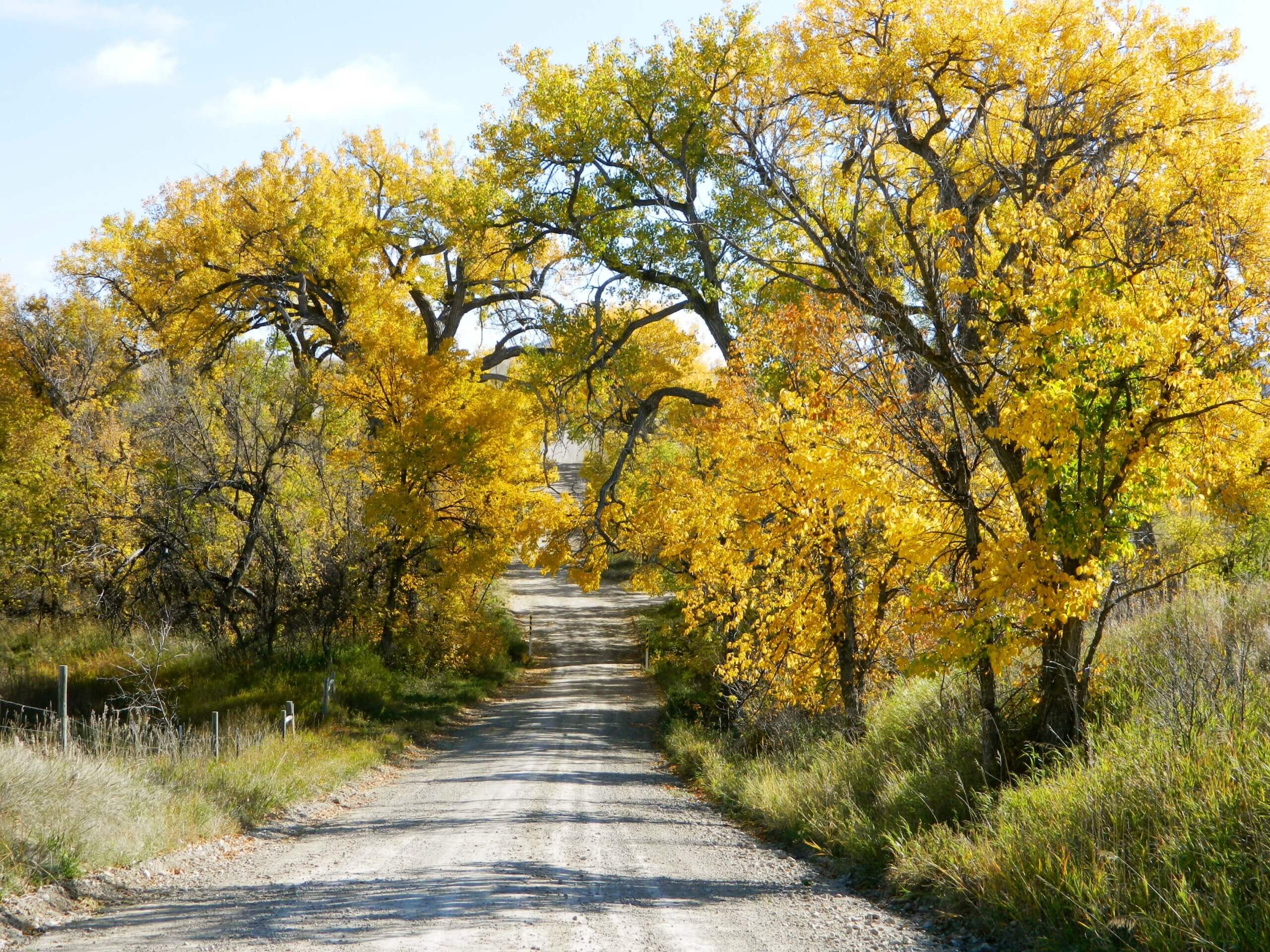 Bethel Road, Whitney Nebraska, lined with Cottonwoods in fall colors.