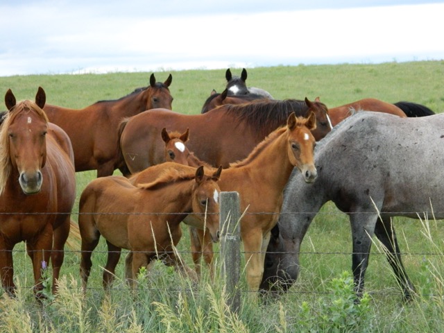 Quarter horse farm. New foals introduced to the larger herd.