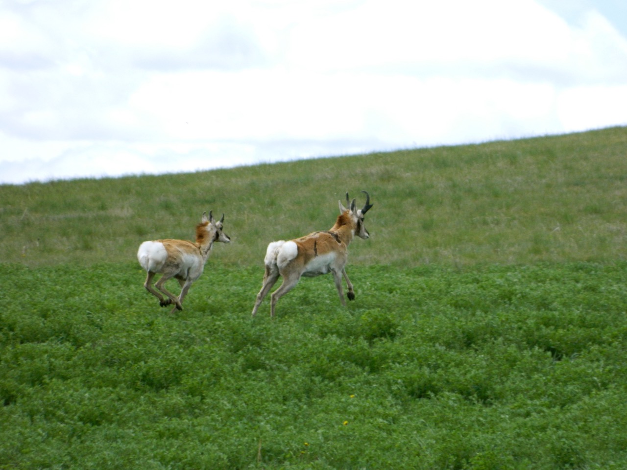 American antelope on the run from danger.
