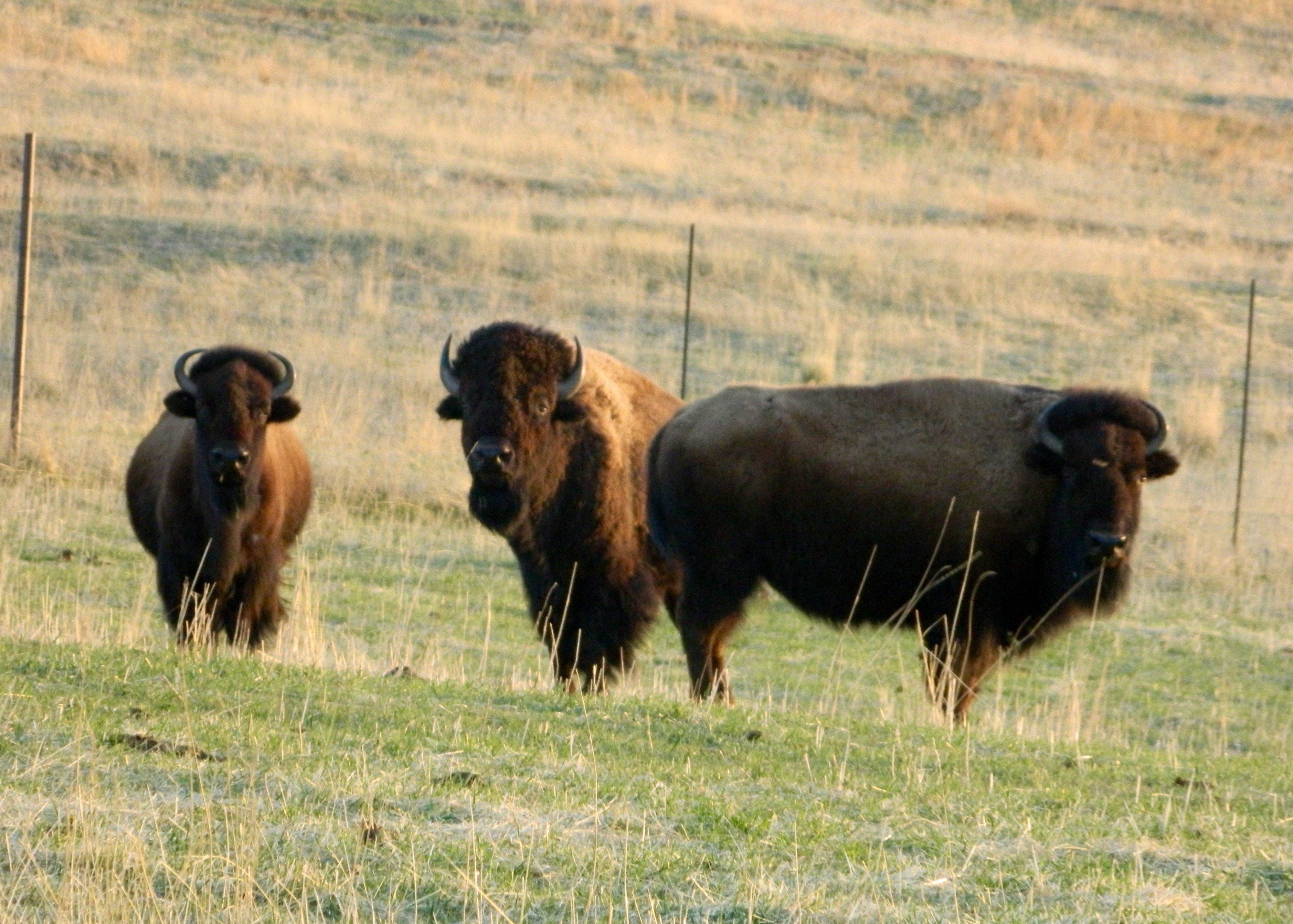 Bison ranching in Whitney