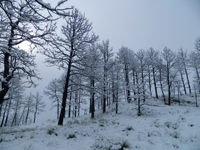 Ice fog on Pine Ridge Forest