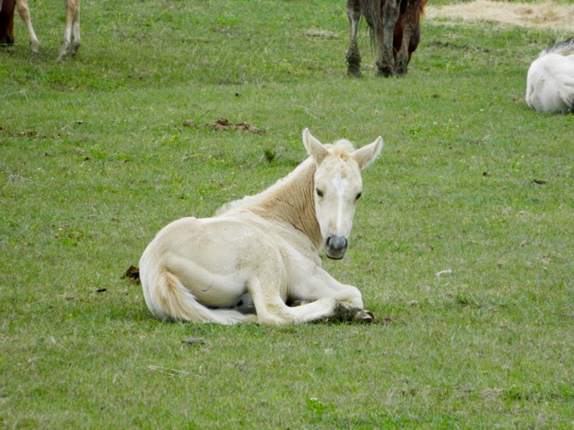 Newly born foal laying down