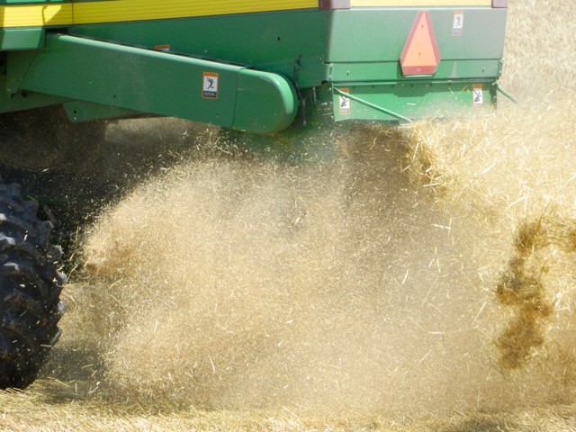 Wheat chaff spews out from behind the combine.
