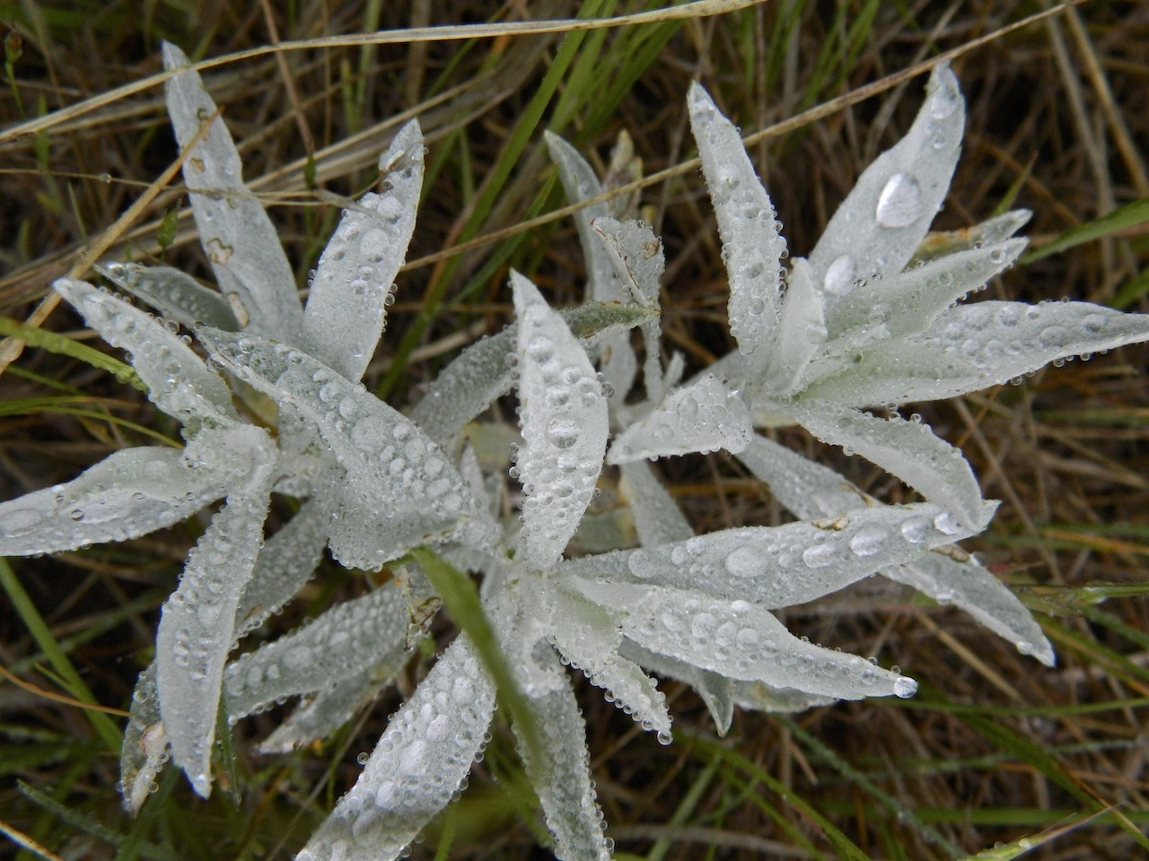 Spring White Sage