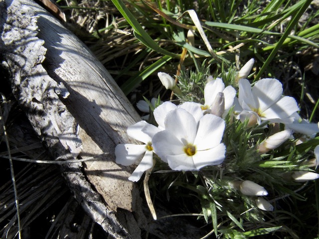 early spring flowers pink sand phlox opening