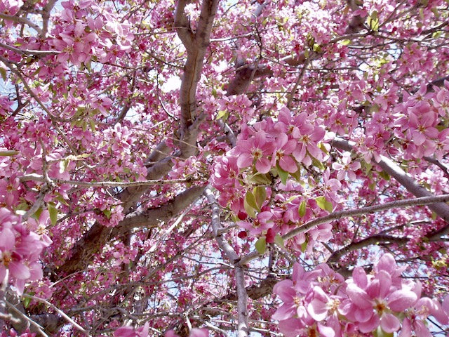 crab apple blossoms