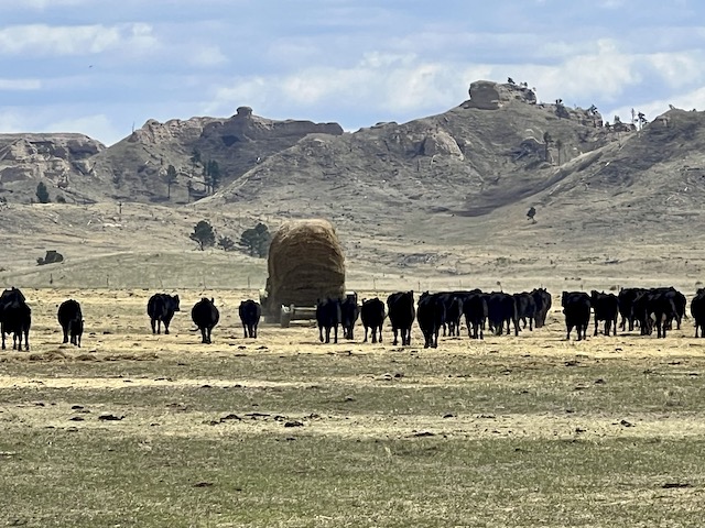Angus cattle following hay hauler