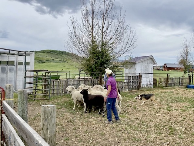 Border Collie Buck working sheep