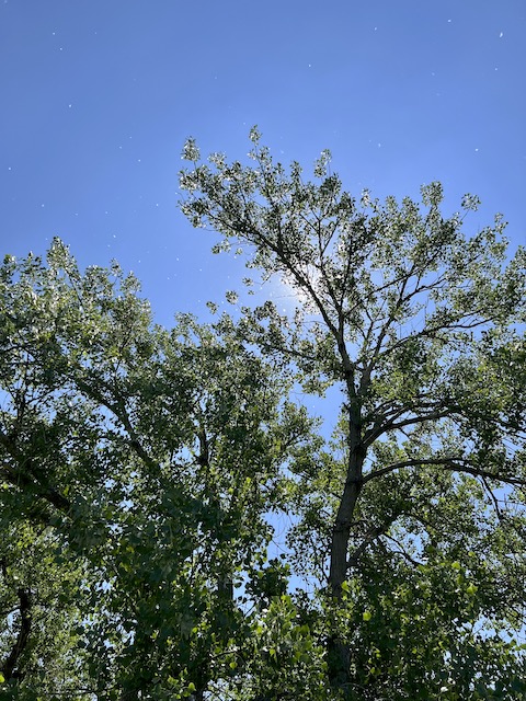 Cottonwood trees loosing their cotton