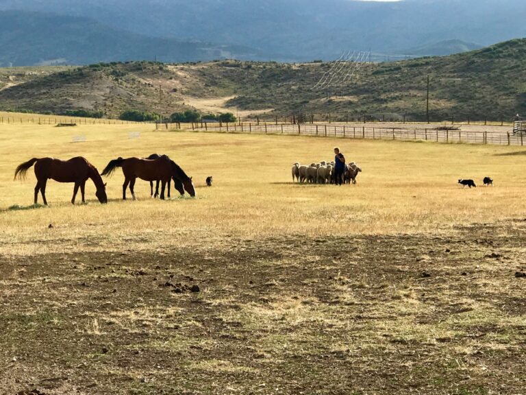 Horses, sheep, border collies and shepherd in pasture