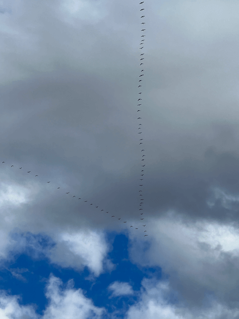 sandhill cranes flying in v formation over western Nebraska