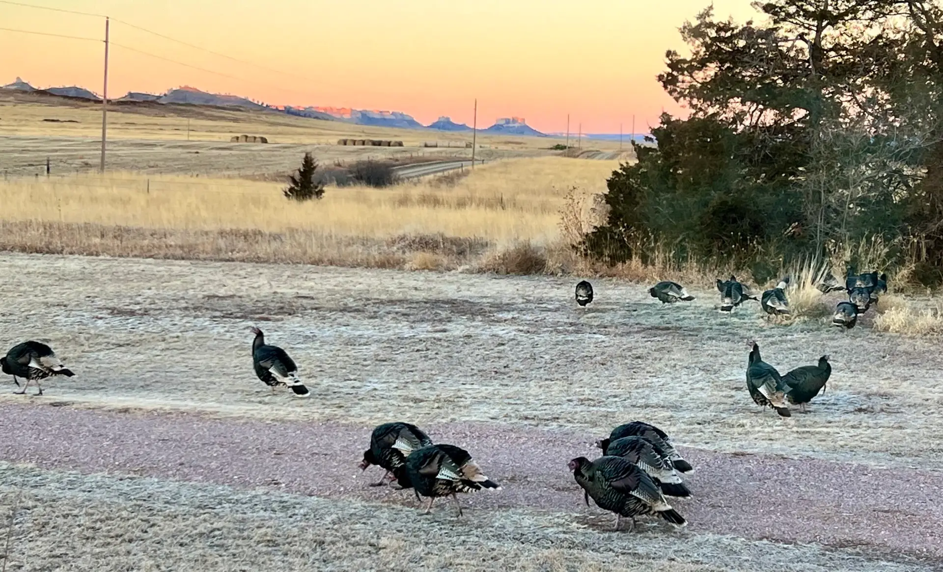 wild turkey toms in the yard