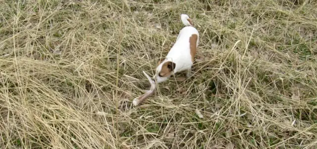 Jack Russel Peanut discovers sniffs a deer antler