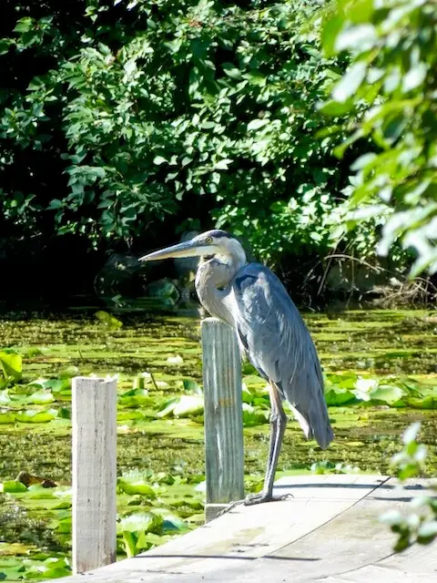 Great Blue Heron standing on the fishing dock along a lake