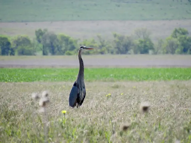 Great Blue Heron standing in the field