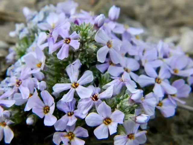 lavendar pink wild phlox