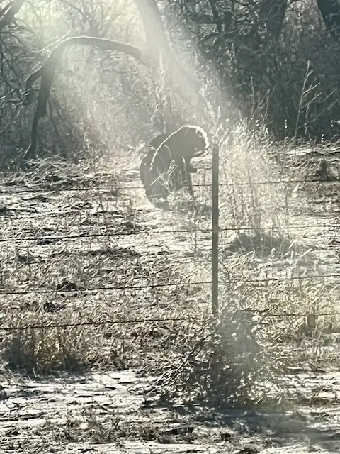 Wild turkey tom with sunlight cast onto him.